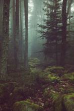 Ліс, туман, темрява, Форкс