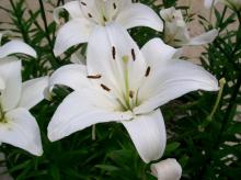Білі лілії виду Лілія Навона (Lilium 'Navona')