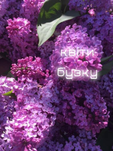 фіолетовий бузок з листям зверху та надписом "квіти бузку"