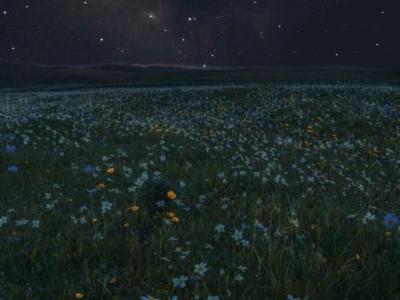 зіркове небо над полем квітів